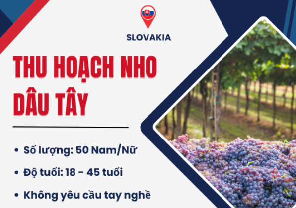 Tuyển 50 Nam Nữ, cặp vợ chồng thu hoạch nho, dâu tây.